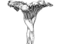 Flirtatious Fungi #4 - 8.5 x 11"  Print